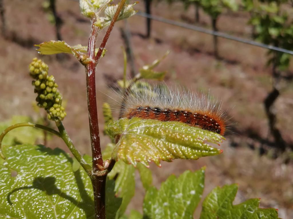 Bild von 2018er Erdener Treppchen Riesling Beerenauslese edelsüß 0.375l