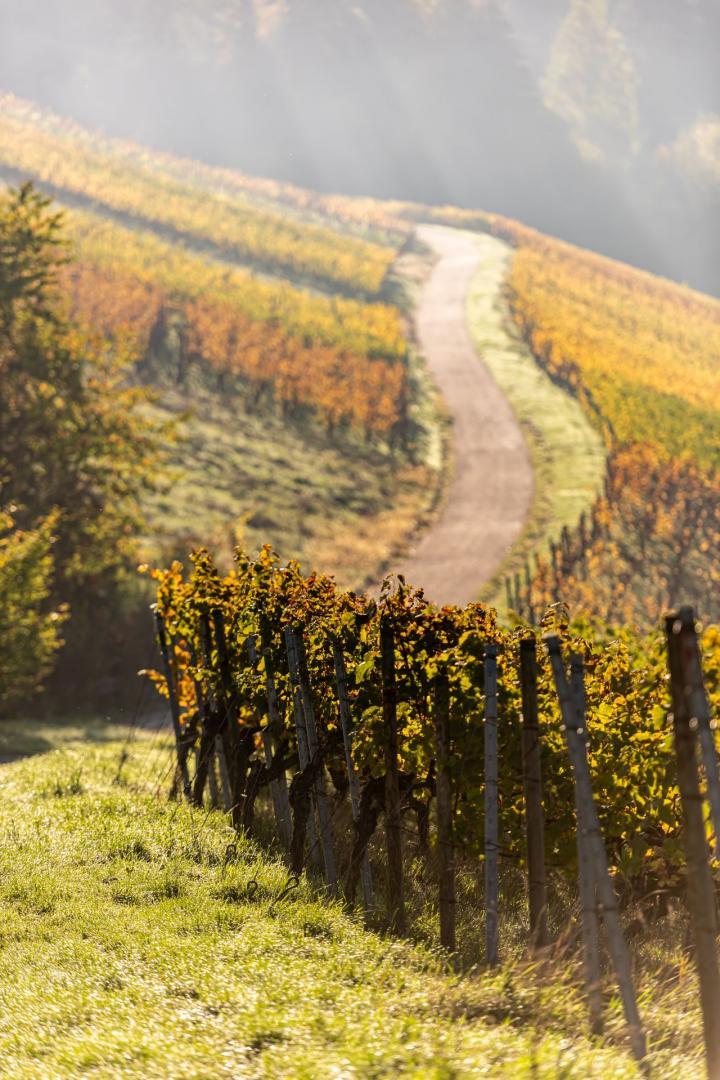 Bild von Herbstspaziergang am Sonntag, 06.10.2024