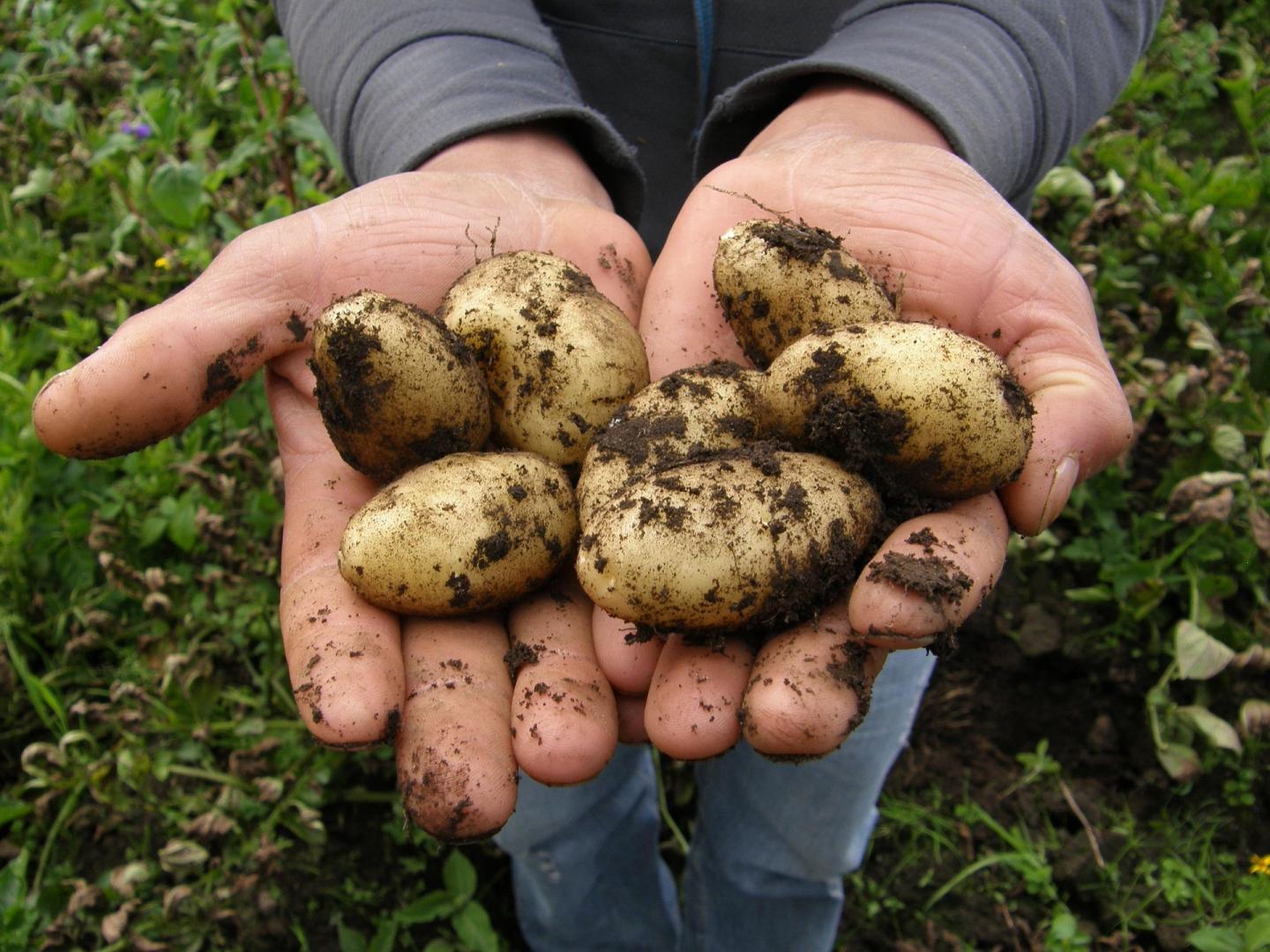 Bild von Biokartoffeln (2,5 kg Beutel)