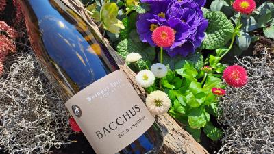 Bild von Bacchus Spätlese 