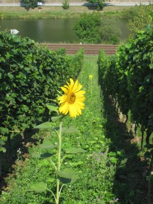 Bild von !!! SOMMERFERIEN !!! KEIN WEINVERSAND vom 31. Juli bis 10. August 